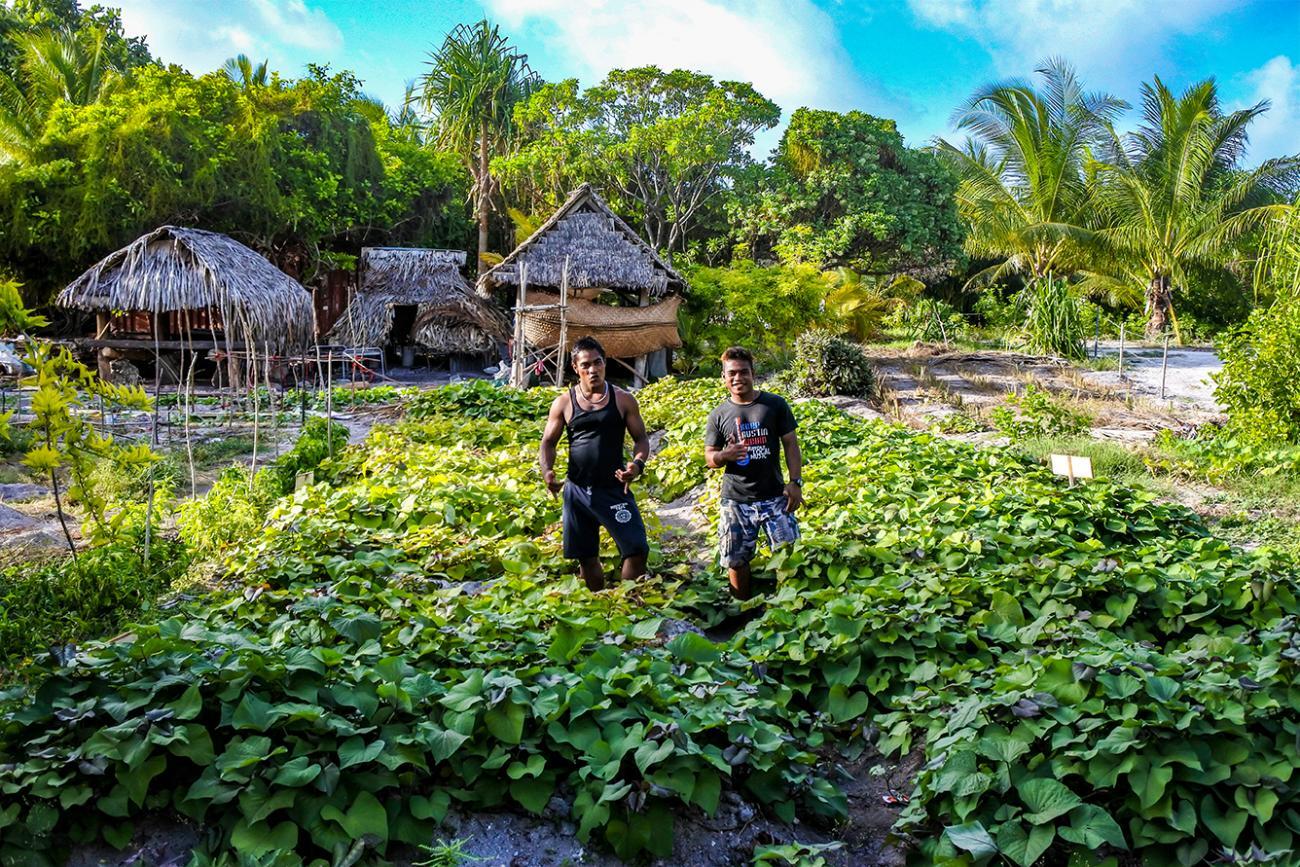 atoll_farm